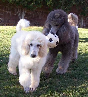 Out of my way, little bro!
