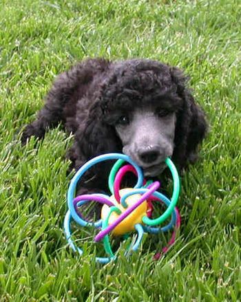 An Ari silver male puppy
