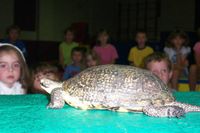 Reptile Rainforest at KOA Renfrew