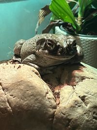 Reptile Rainforest at Ottawa Pet Expo