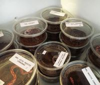 Toronto Reptile Expo