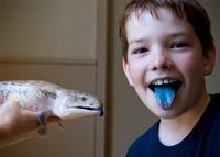 Reptile Rainforest at Playtrium