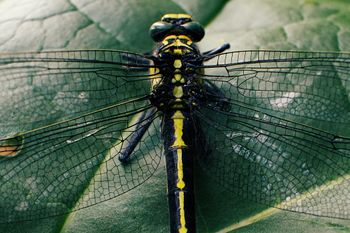 demoiselle d'honneur
