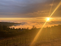 Regina Martin at Loma Prieta Winery 