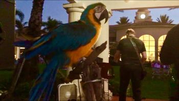 Tarzan – Unplugged
