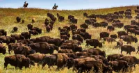 Custer State Park Buffalo Roundup