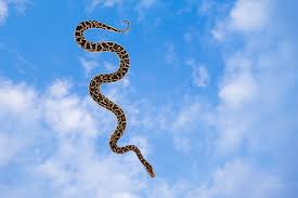 a Snake Falling From the Sky ...