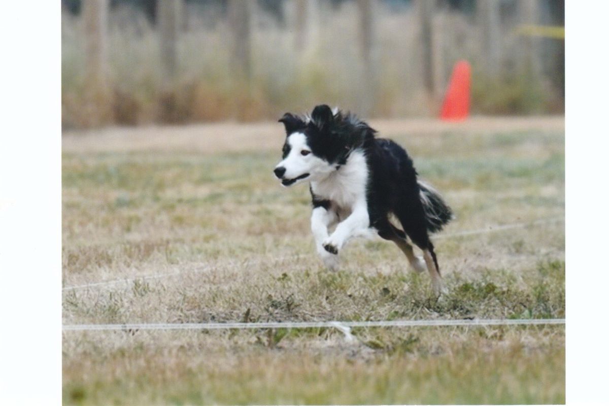 FastCat Late Entry Registration Fee -2 runs