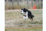 FastCat Late Entry Registration Fee - 3 runs 