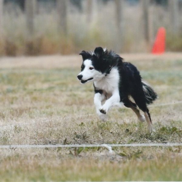 FastCat Late Entry Registration Fee - 3 runs 