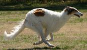 FastCat Pre-Registration Entry Fee - 3 runs