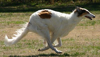 FastCat Pre-Registration Entry Fee - 3 runs