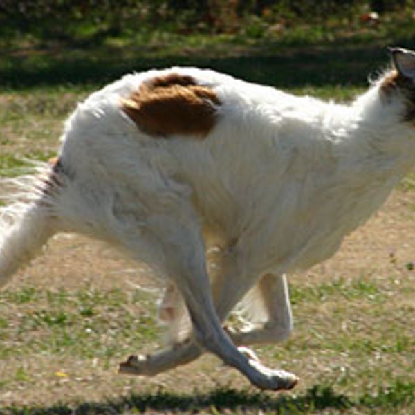 FastCat Pre-Registration Entry Fee - 2 runs