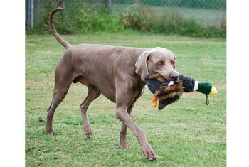 See I can retrieve ducks
