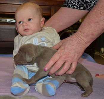 Cooper with puppy
