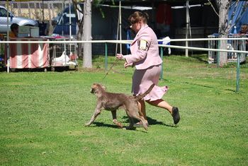Out at a dog show
