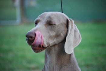 Boy that treat tasted good Mum.

