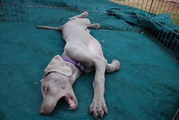 Chilling at a dog show
