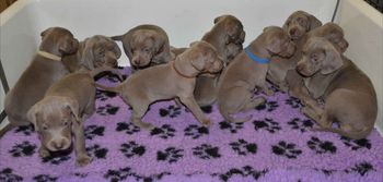 Brooke babies 5 weeks old and Halle babies 4 weeks
