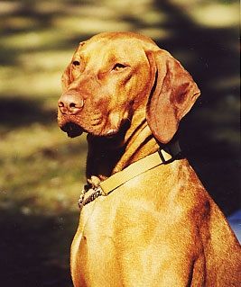 Doing his regal pose
