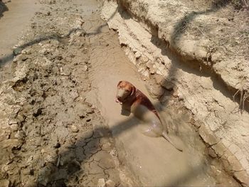 mud bath time
