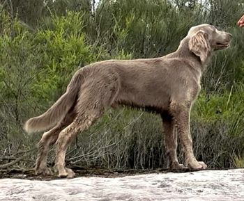 Aust Ch Carnmellis Greyt Na'Koa
