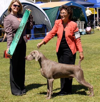 NZ Ch/Eng Sh Ch/Irish Ch Carnmellis Hot Dikkety Dog At Gunalt
