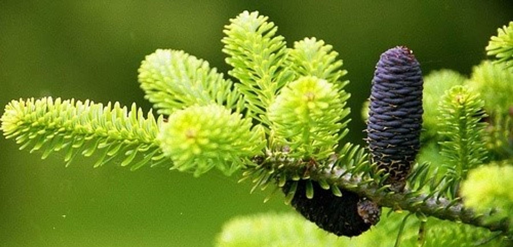 Pacific NorthWest Propagators Inc. - ABIES
