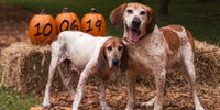 FurGotten Dog Wedding