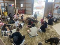 Iowa Goat Yoga Saturday July 25th 9:30-10:30am