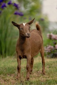 Iowa Goat Yoga Saturday July 15th  9:30-10:30am