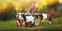 Iowa Goat Yoga June 11th 11:00-12pm
