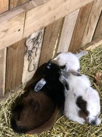 Iowa Goat Yoga Public Class June 15th 9:00am-10:00am