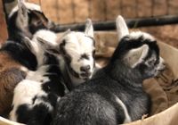 Iowa Goat Yoga May 8th 9:30am-10:30am Session