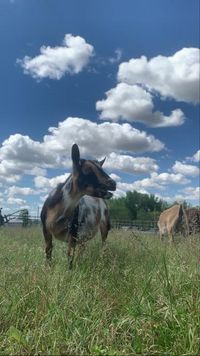 Iowa Goat Yoga May 22nd 9:30am-10:30am Session