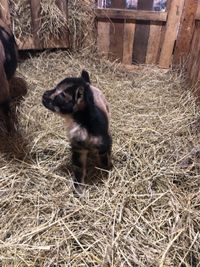 Iowa Goat Yoga at Coco's Ranch Saturday May 30th