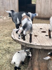 Iowa Goat Yoga June 5th 11:00am-12:00pm