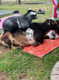 Iowa Goat Yoga June 12th 11:00am-12:00pm