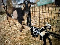Iowa Goat Yoga Bring a Friend June 24th 9:30am-10:30am