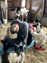 Iowa Goat Yoga Aug 27th 11:00-12:00pm