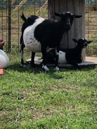 Iowa Goat Yoga Sept 18th 11:00am-12:00pm
