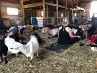 Iowa Goat Yoga at Coco's Ranch Sunday June 7th