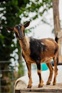 Iowa Goat Yoga Public Class April 26th 10:30am-11:30am