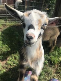 Iowa Goat Yoga Sept 4th 11:00am-12:00pm