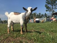 Iowa Goat Yoga Public Class May 25th 9:00-10:00 am