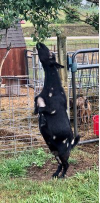 Iowa Goat Yoga Sept 11th 9:30-10:30am