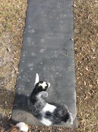 Iowa Goat Yoga May 1rst 11:00am-12:00pm Session