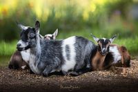 Iowa Goat Yoga June 20th 9:30-10:30am