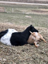 Iowa Goat Yoga May 15th 9:30am-10:30am session