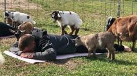 Iowa Goat Yoga Meditation/Restorative July 22nd 9:00-10:00am